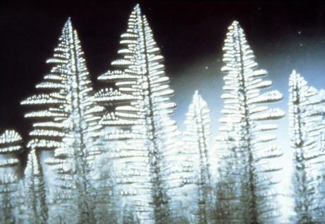 Dendrite structure in cast material showing tree-like crystal growth during solidification